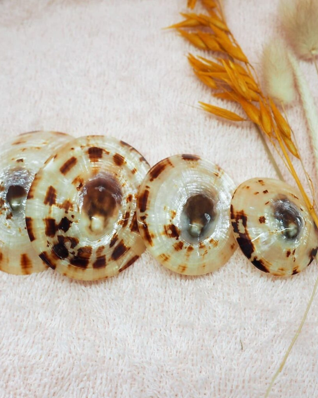 Duo de Coquillages d'allaitement éthique et naturels
