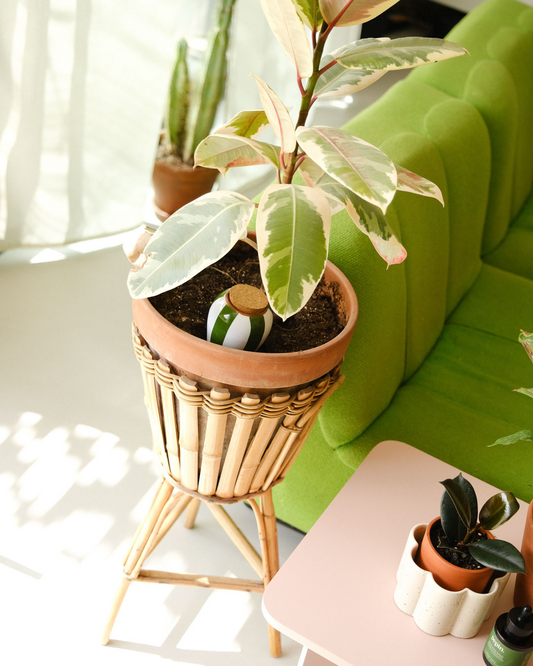 Olla à planter - Rayé vert et blanc