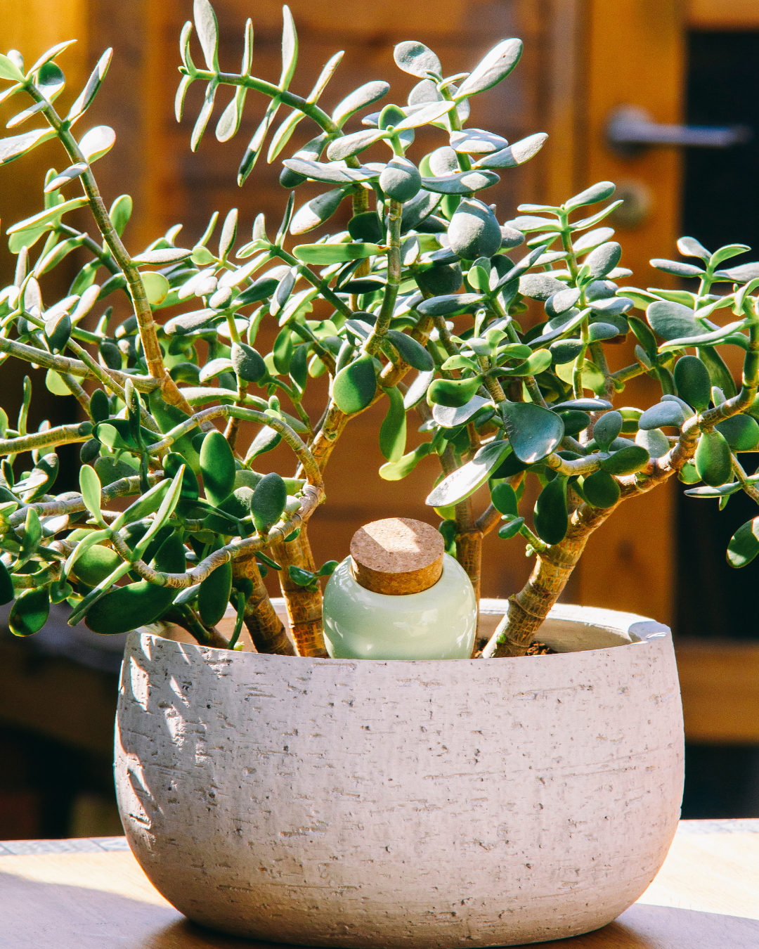 Olla à planter - Vert (-10% sur le 2ème au choix)